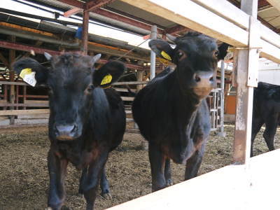 数量限定！熊本県産黒毛和牛100％のハンバーグステーキ！令和4年9月出荷分は残りわずか！早い者勝ちです！_a0254656_18192275.jpg