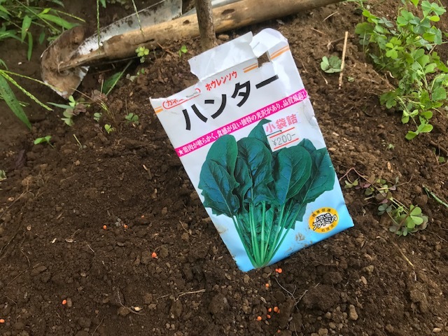 生姜・エシャレット・ネギ土寄せ、秋ジャガ発芽9・14，15_c0014967_17130931.jpg
