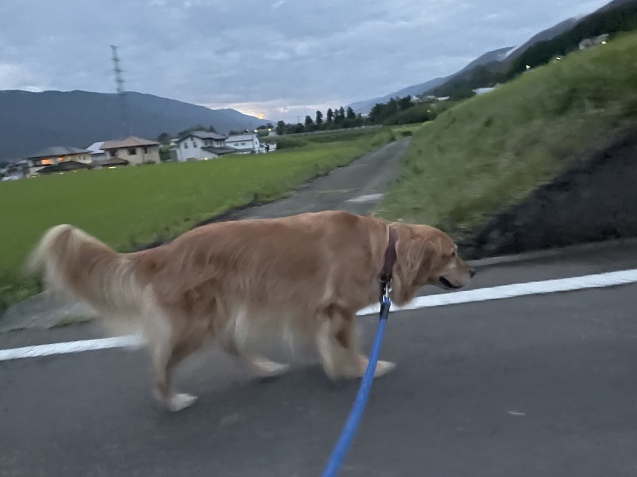 ブラウニーの力と、お散歩の力と。_a0394574_21061891.jpeg