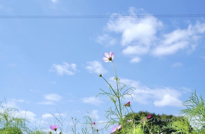 遅咲きひまわり♪小金井公園☆_a0198883_20100678.jpg