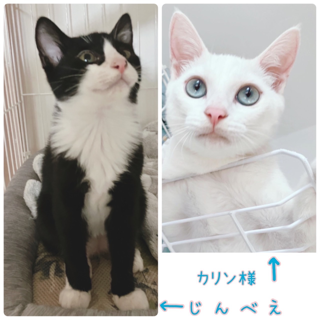 9月17日 土 18日 日 保護猫カフェwish開催します 青梅にゃんにゃん サークル Wish