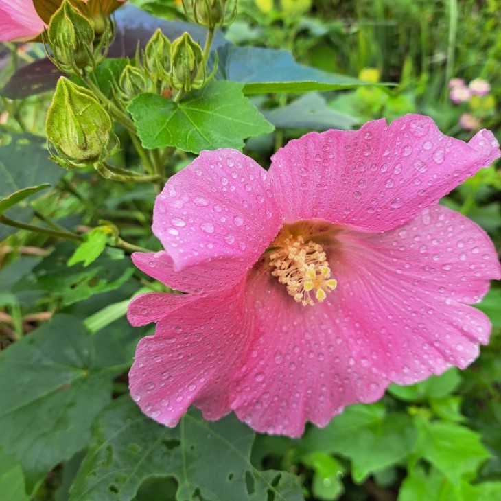 ハイビスカスのピンクの花 22 9 15 徳ちゃん便り
