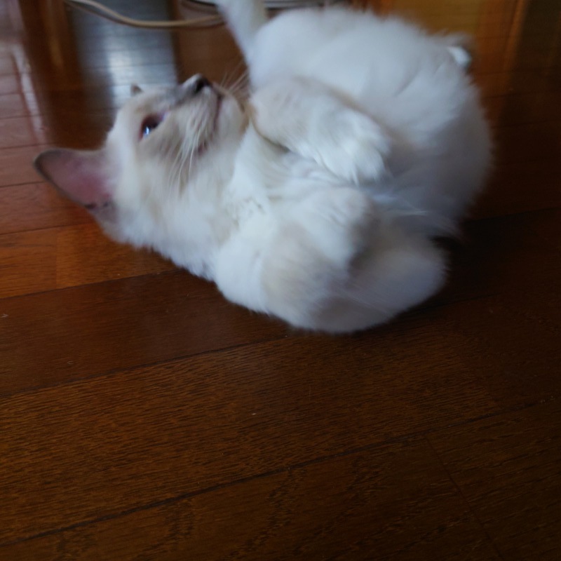 見つけたサルスベリと特価品_c0404712_09591902.jpg