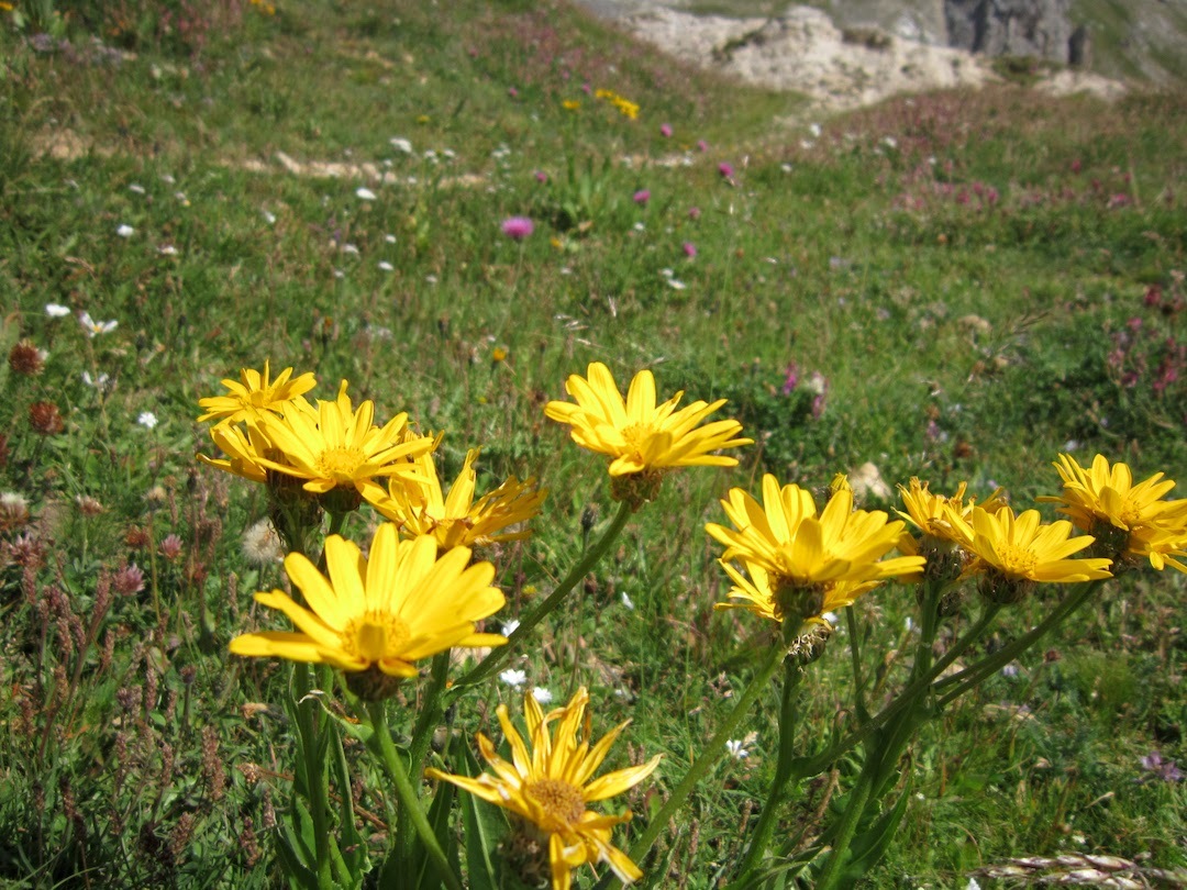 高山の花アルニカ古来の薬草肉離れ・筋肉痛 患部に口からも_f0234936_23310809.jpg