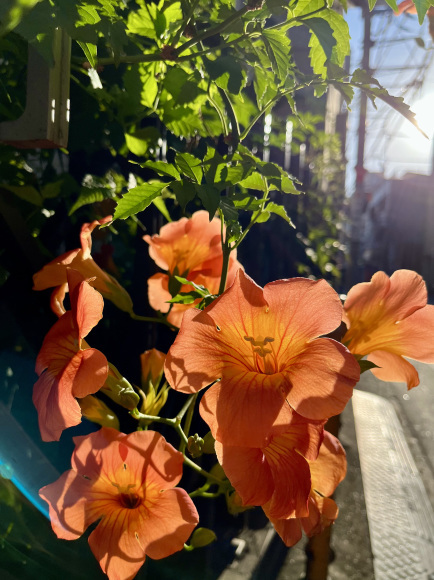 芽吹きの晩夏_b0422982_10170613.jpeg