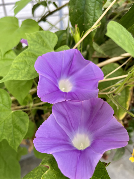 芽吹きの晩夏_b0422982_10193097.jpeg