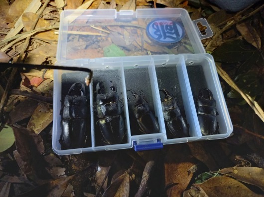 2022年くわがた散歩道の採集ガイド‼9月ラストも豪華なクワガタケース