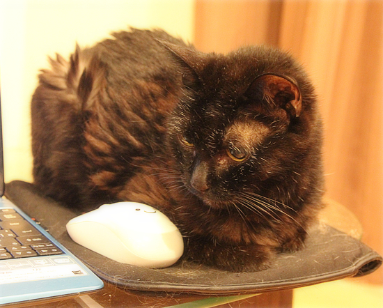 執筆を手伝う猫_a0389088_14194339.jpg