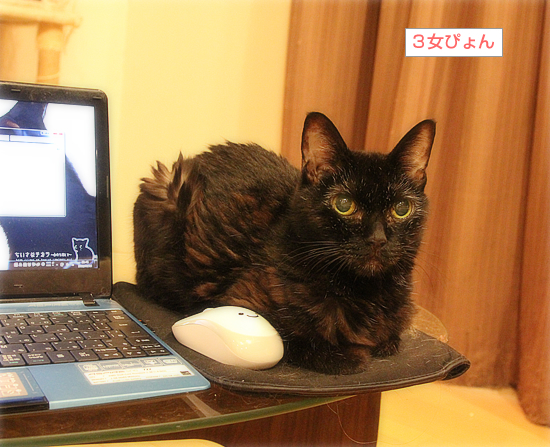 執筆を手伝う猫_a0389088_14194358.jpg