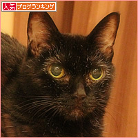 執筆を手伝う猫_a0389088_14194454.jpg