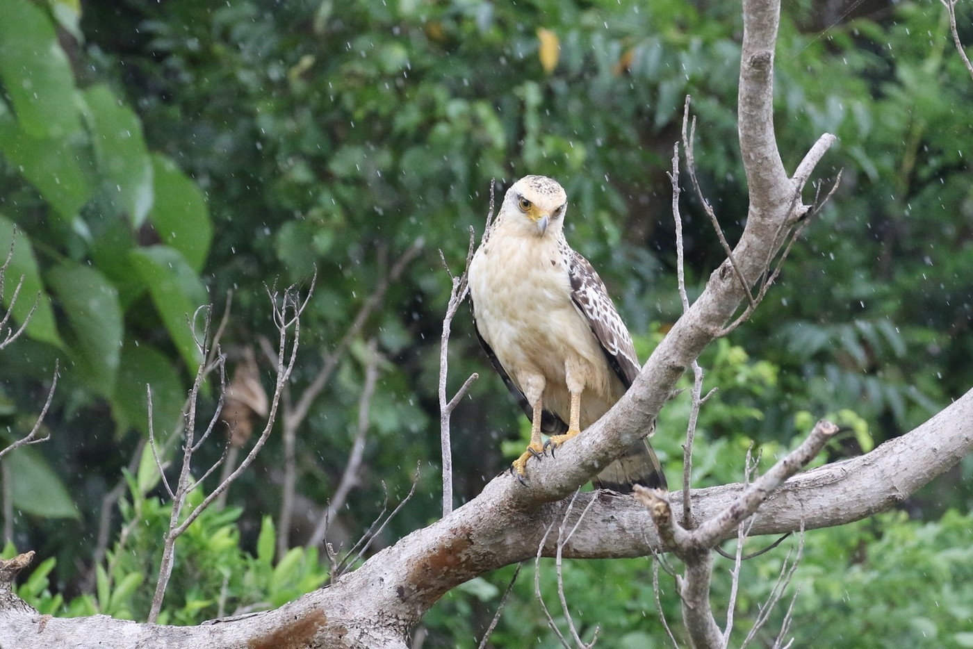 アヤパニ、カタグロトビなど 【野鳥観察】Churabird
