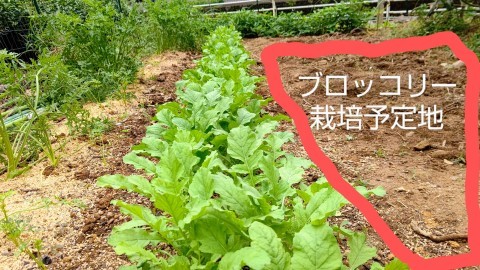 次回９月１８日の農園カフェお知らせ_b0028299_14130652.jpg