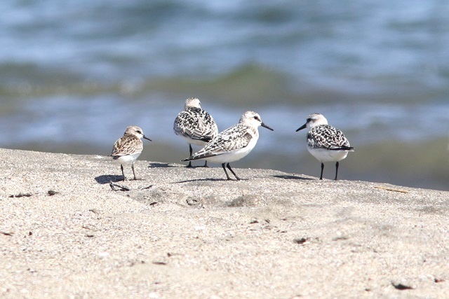 三浦海岸　鳥目線（ シギ ２種 編 ）_d0394103_23311458.jpg