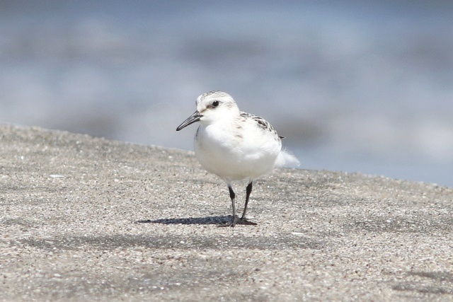 三浦海岸　鳥目線（ シギ ２種 編 ）_d0394103_23373788.jpg