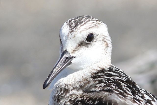 三浦海岸　鳥目線（ シギ ２種 編 ）_d0394103_23383350.jpg