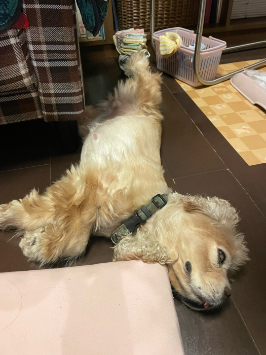 サラっぴ受難の日々　その三_b0067012_18290204.jpg