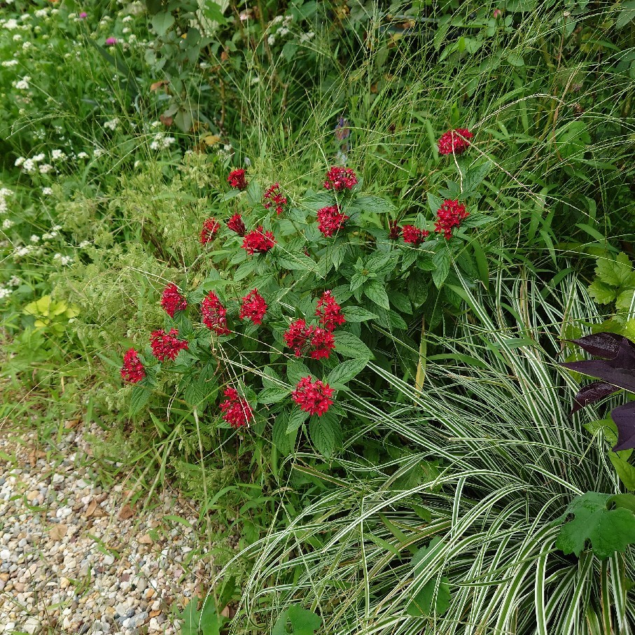 昨日のベゴニアを少し植えた&争う猫_c0404712_10564723.jpg
