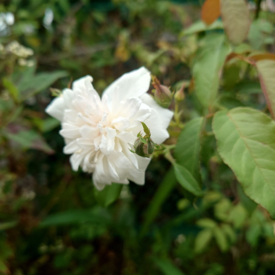 昨日のベゴニアを少し植えた&争う猫_c0404712_10564758.jpg