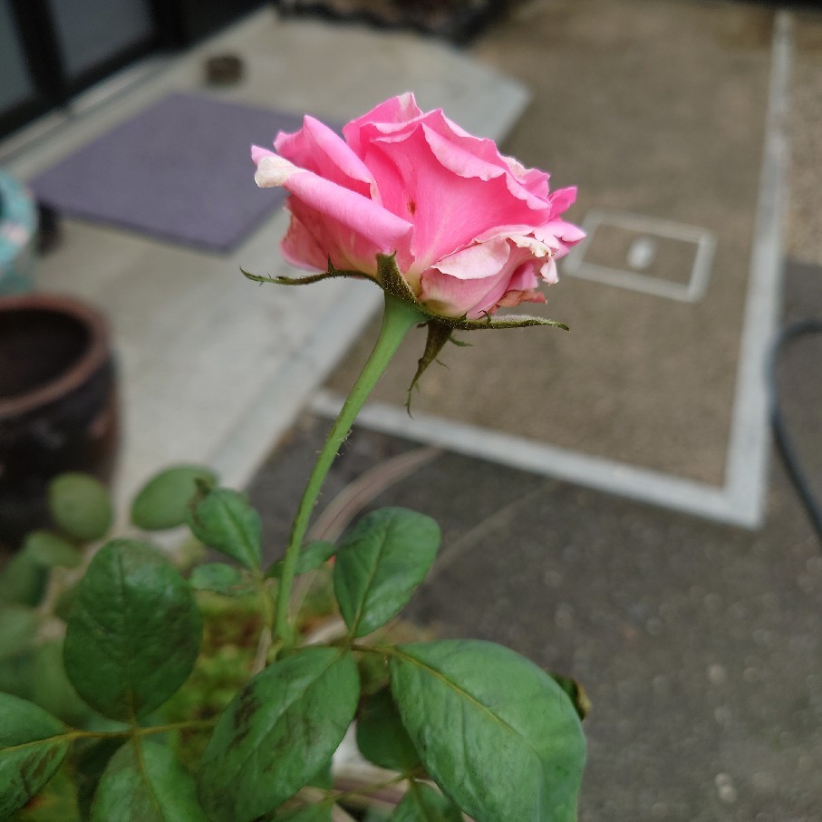 昨日のベゴニアを少し植えた&争う猫_c0404712_10564796.jpg