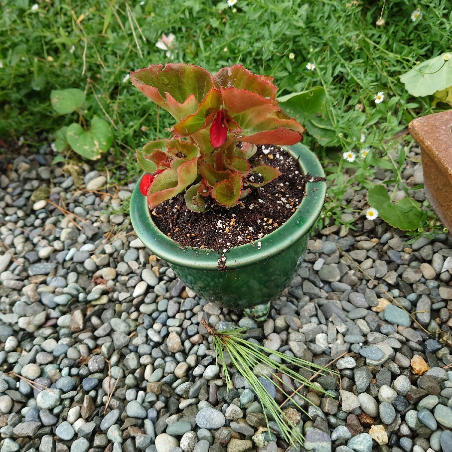 昨日のベゴニアを少し植えた&争う猫_c0404712_10564837.jpg