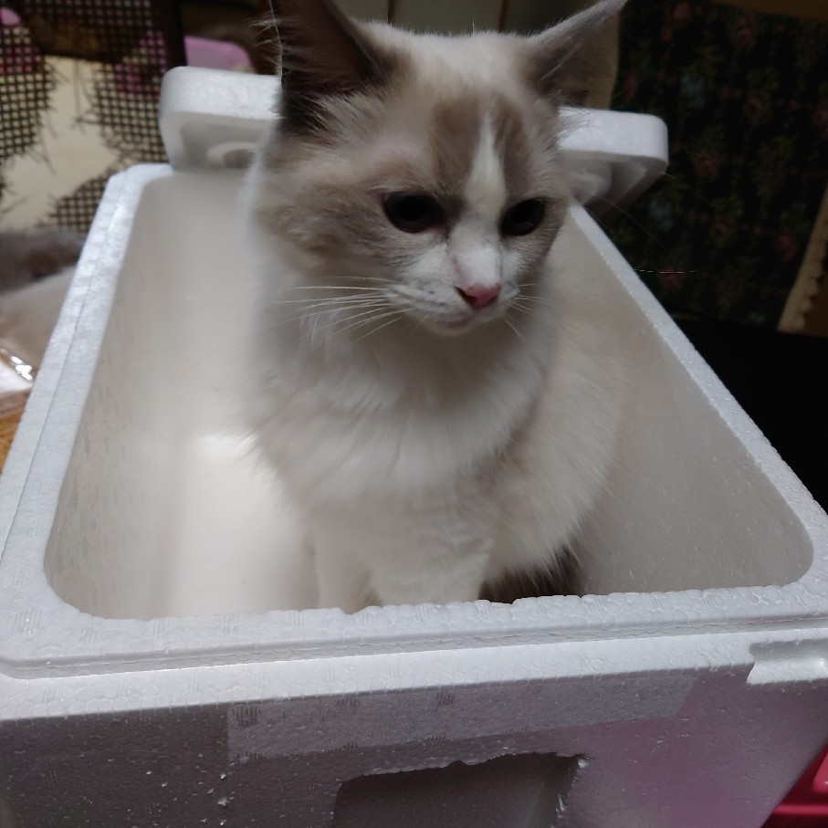 昨日のベゴニアを少し植えた&争う猫_c0404712_10570745.jpg