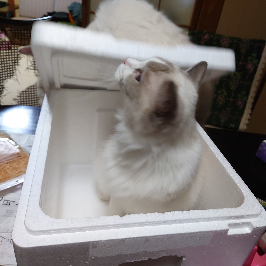 昨日のベゴニアを少し植えた&争う猫_c0404712_10570798.jpg