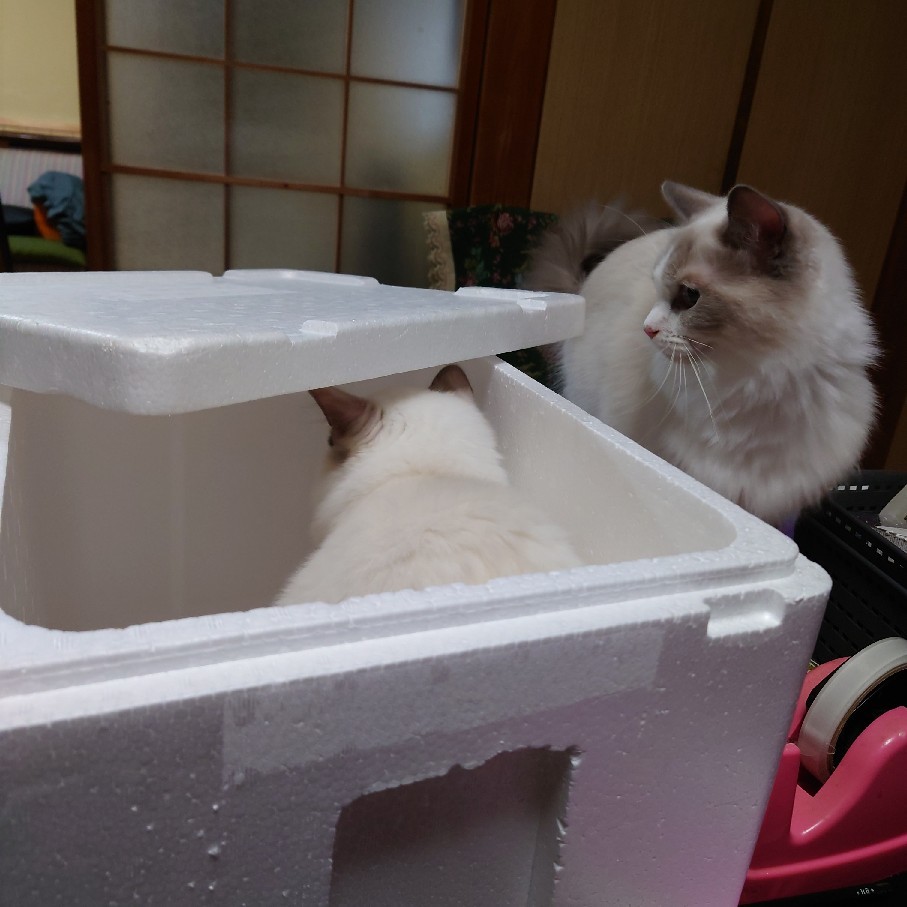 昨日のベゴニアを少し植えた&争う猫_c0404712_10572043.jpg