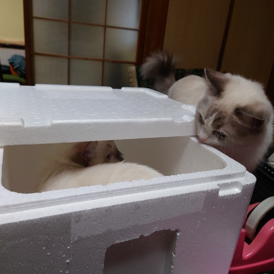 昨日のベゴニアを少し植えた&争う猫_c0404712_10572054.jpg