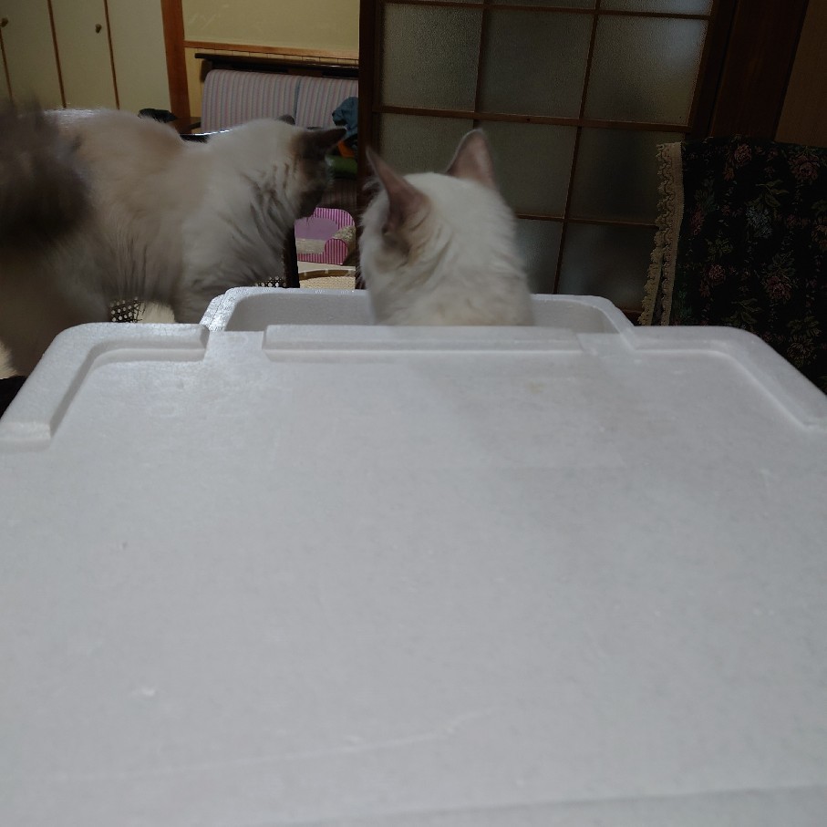昨日のベゴニアを少し植えた&争う猫_c0404712_10572788.jpg