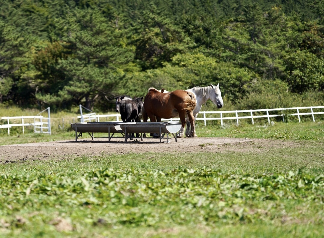 まゝに/9月の散策 尻屋崎,下北半島_d0342426_23423906.jpeg