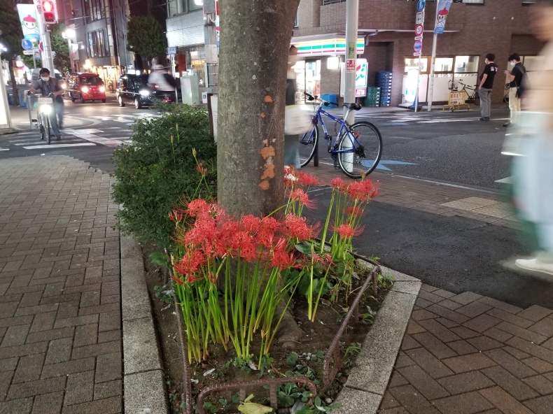 文字を覚えたら、世界がこんなに美しいとは思いませんでした_e0016828_12411542.jpg