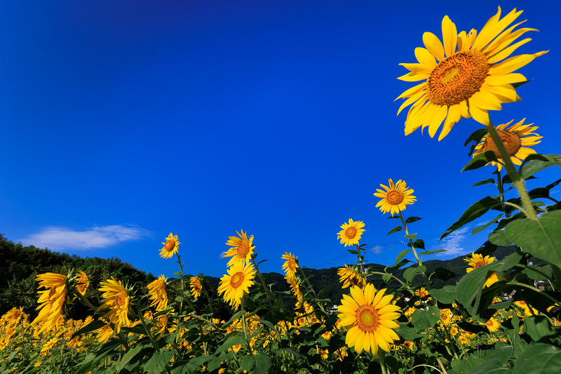 2022夏の花畑　え！？今頃ひまわり大原野_f0155048_22510110.jpg
