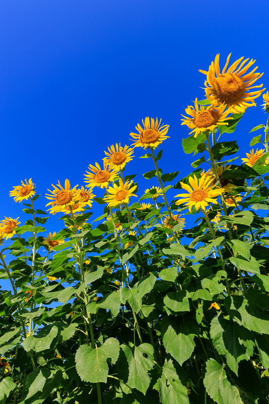 2022夏の花畑　え！？今頃ひまわり大原野_f0155048_22514067.jpg