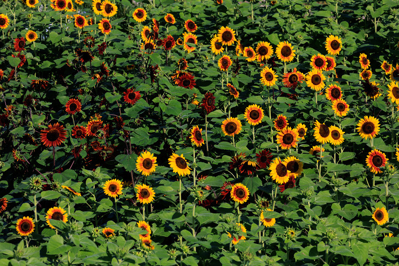 2022夏の花畑　え！？今頃ひまわり大原野_f0155048_22515251.jpg