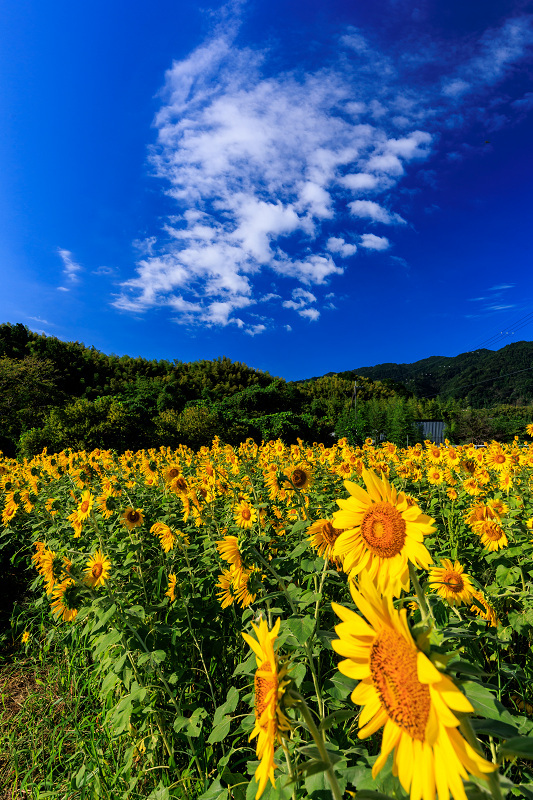 2022夏の花畑　え！？今頃ひまわり大原野_f0155048_22530049.jpg