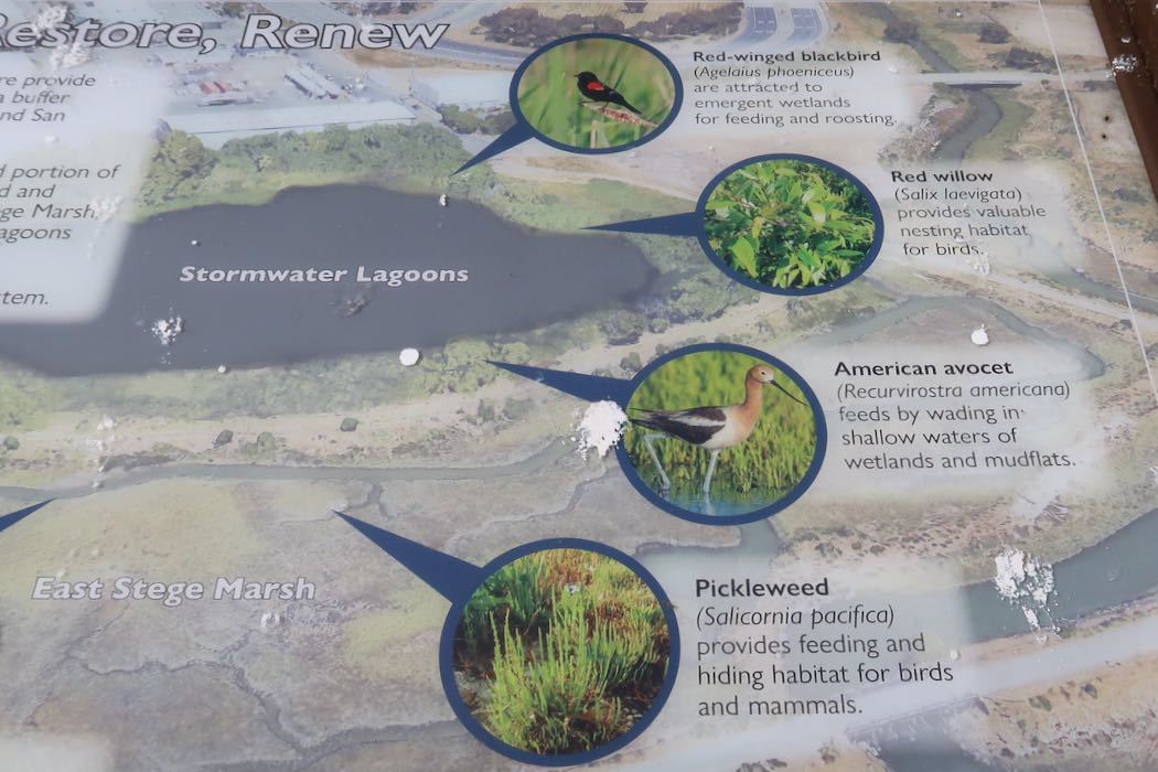 Red-winged Blackbird（ハゴロモガラス）_a0397115_15574504.jpeg