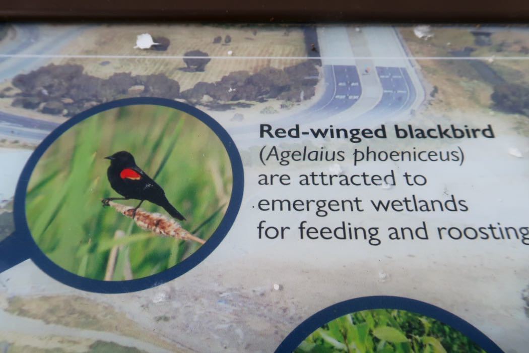 Red-winged Blackbird（ハゴロモガラス）_a0397115_15580236.jpeg