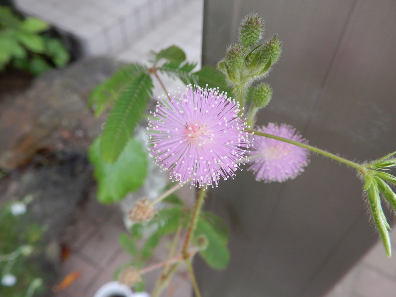 日本は広い_c0025115_21324343.jpg