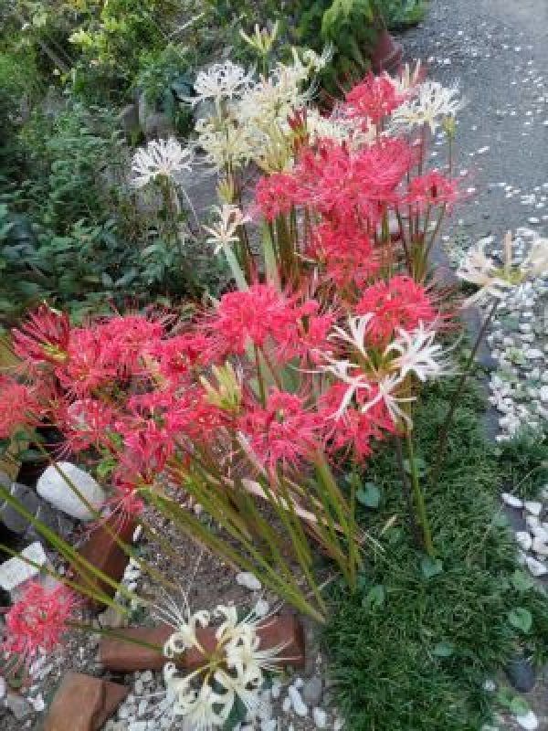 彼岸花に導かれて行く_c0155326_05461275.jpg
