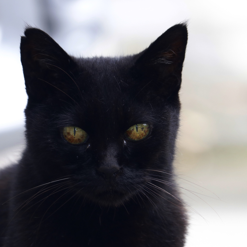 神社の黒猫  #1日1記事P_c0060143_15262885.jpg