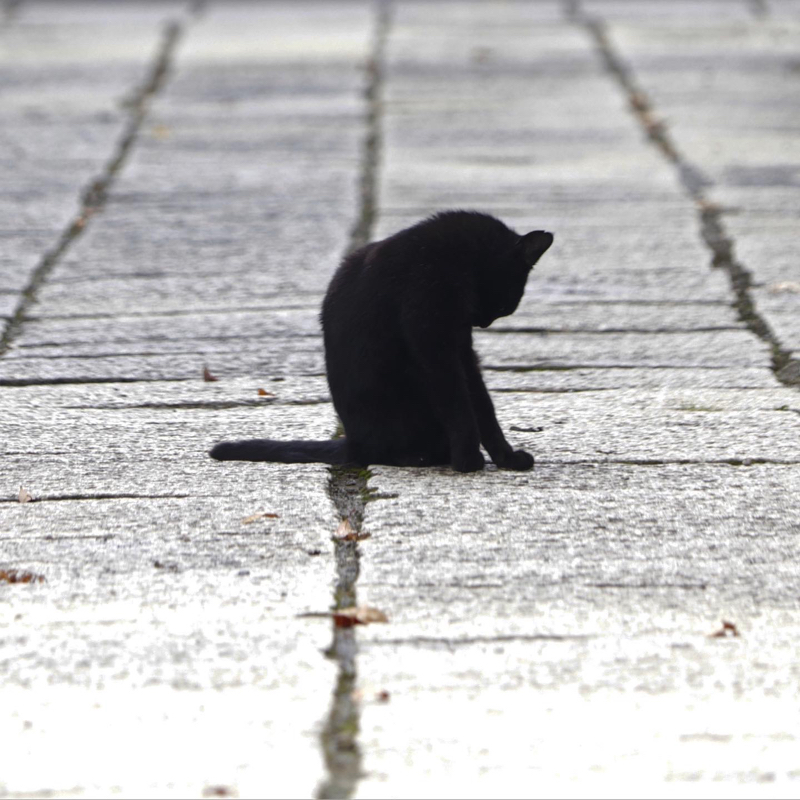 神社の黒猫  #1日1記事P_c0060143_15263165.jpg