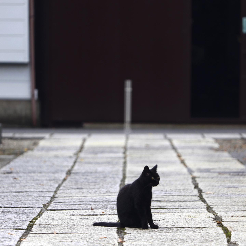 神社の黒猫 #1日1記事P_c0060143_15263289.jpg