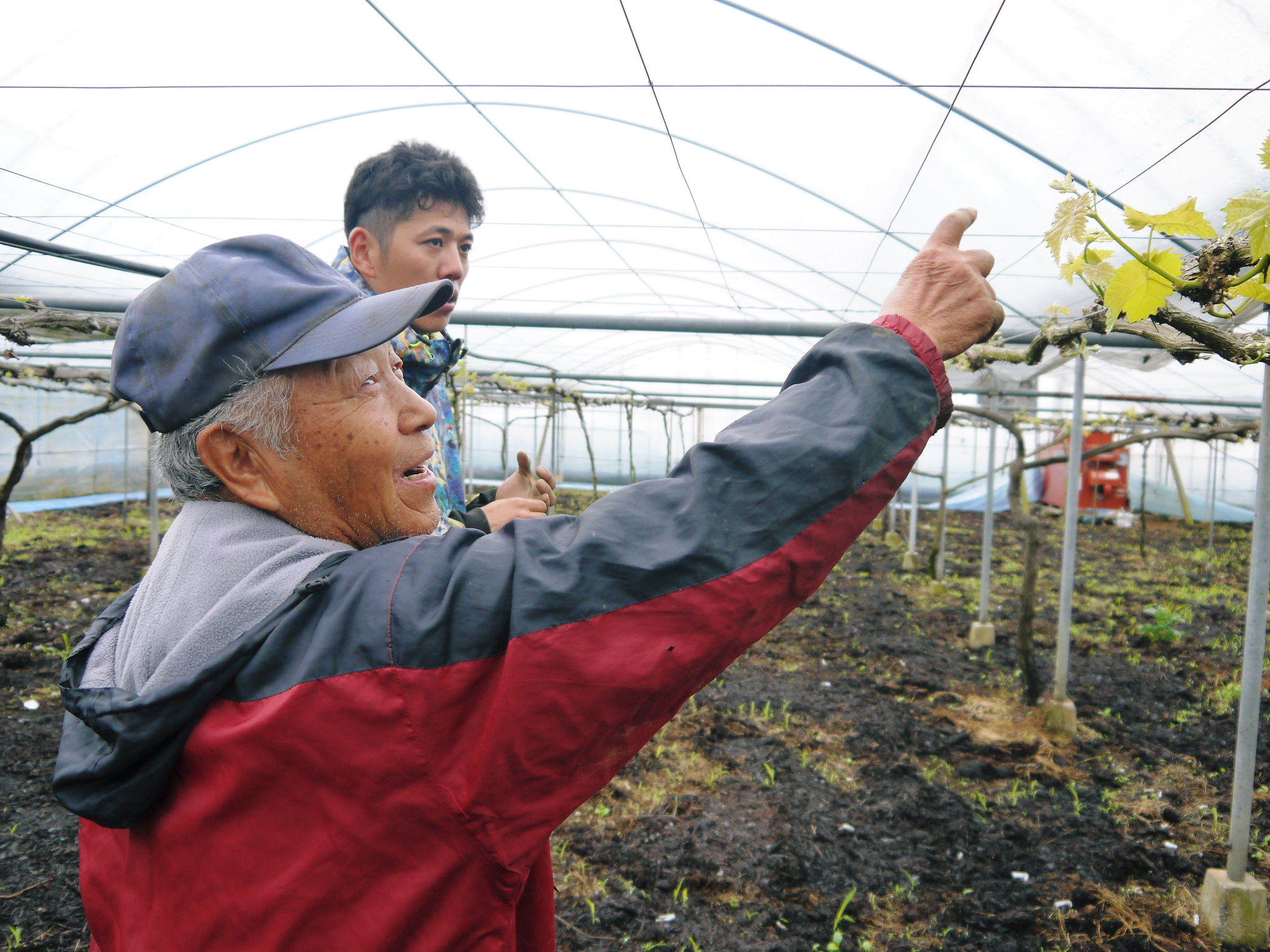 熊本産高級種なしぶどう『山鹿のぶどう』令和4年度も完売御礼!たくさんのご注文ありがとうございました!_a0254656_16485679.jpg