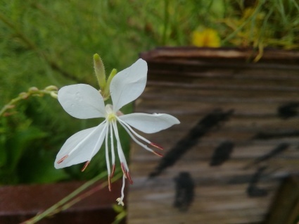 あきだね…_b0368362_14020351.jpg