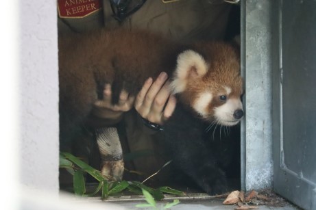 周南市徳山動物園(公式) on X: 