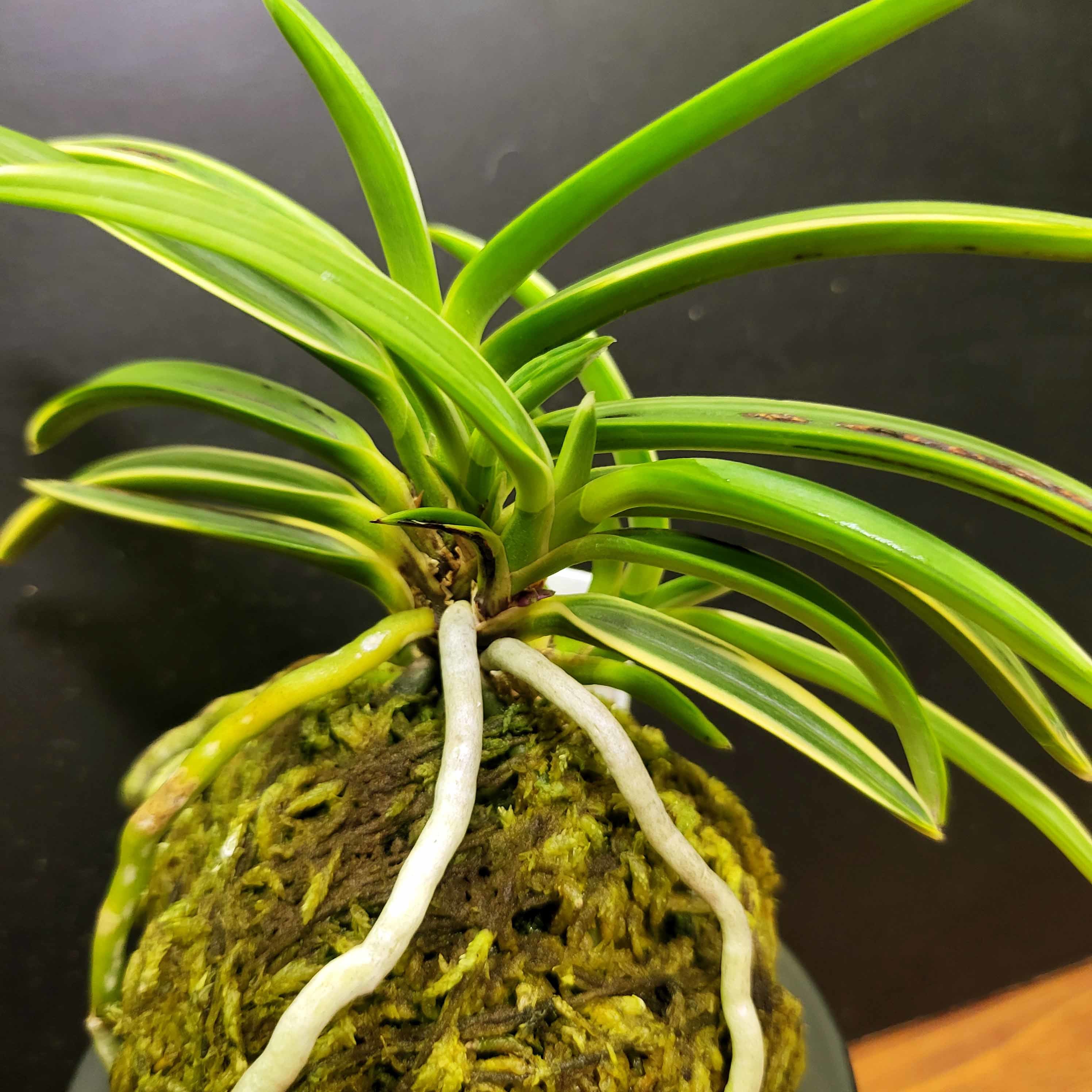 富貴蘭 白羆 : 富貴蘭チャンネル