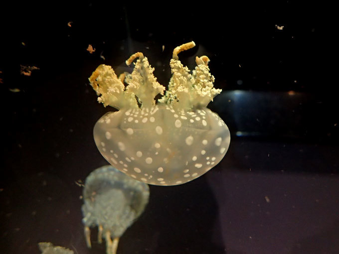 クラゲのポリプ～ウメボシイソギンチャクと安息のマダコ（葛西臨海水族園）_b0355317_21064156.jpg