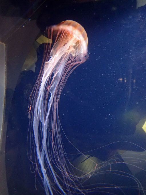 クラゲのポリプ～ウメボシイソギンチャクと安息のマダコ（葛西臨海水族園）_b0355317_21102756.jpg