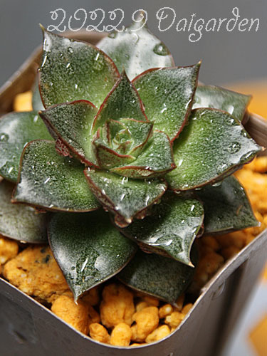 HALKAサキュレント 命名⭐️Filouフィルー⭐️爪が素敵なエケベリア 多肉 HALKA succulentさんのオリジナル品種 「Filou」・「ハッピー