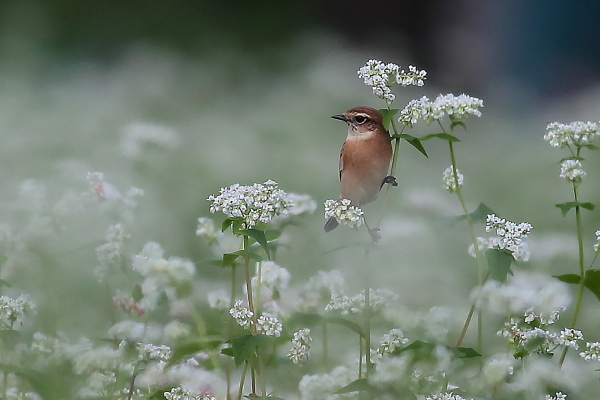 ノビタキには白い蕎麦の花が良く似合う_e0413627_16272484.jpg